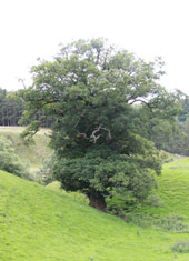 Forestry Scotland
