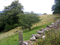 Tree in meadow