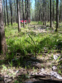 Plantation