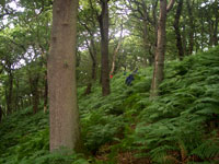 Green Trees