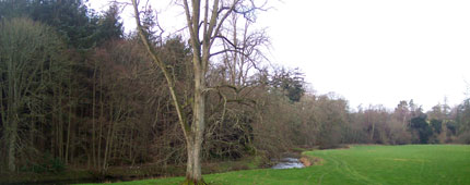 Mixed woodland