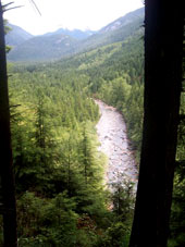 International Forestry