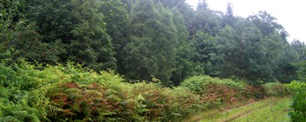 Forest. Mixed woodland, Yorkshire
