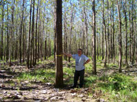 Teak plantation