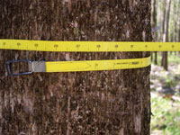 Timber measurement by tape
