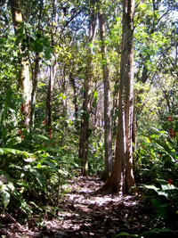 Tropical Trees