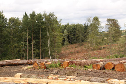 Forestry Scotland