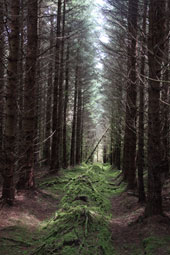 Forestry Scotland