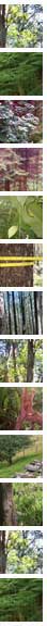 trees
