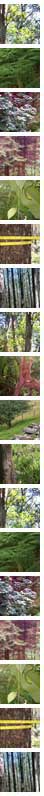 trees