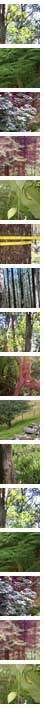 trees