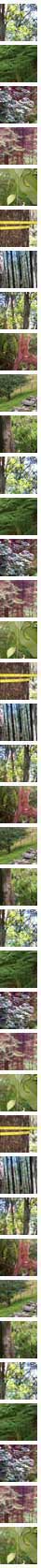 trees