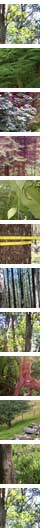trees
